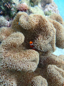 nico 宮古島に投稿された画像（2024/6/10）