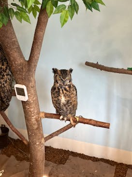 Moff animal cafe MARKIS 福岡ももち店に投稿された画像（2024/6/10）
