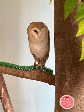 Moff animal cafe MARKIS 福岡ももち店に投稿された画像（2024/6/10）