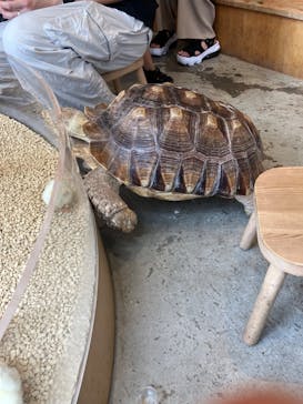 Moff animal cafe MARKIS 福岡ももち店に投稿された画像（2024/6/10）