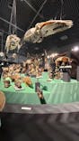 特別展「大哺乳類展３－わけてつなげて大行進」に投稿された画像（2024/6/10）