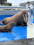 大分マリーンパレス水族館 「うみたまご」に投稿された画像（2024/6/11）