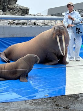 大分マリーンパレス水族館 「うみたまご」に投稿された画像（2024/6/10）