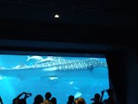 沖縄美ら海水族館に投稿された画像（2024/6/11）