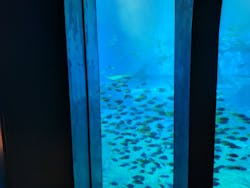 沖縄美ら海水族館に投稿された画像（2024/6/10）