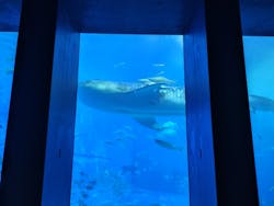沖縄美ら海水族館に投稿された画像（2024/6/10）