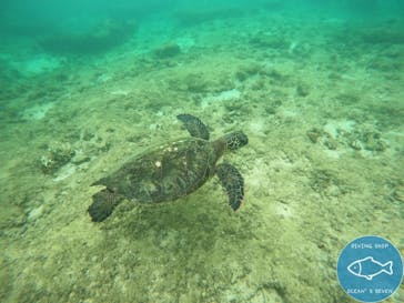 OCEAN'S SEVEN（オーシャンズセブン）に投稿された画像（2024/6/11）