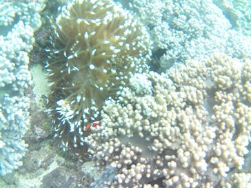 北谷海人の会に投稿された画像（2024/6/11）