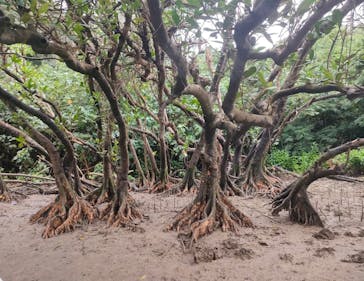 比謝川カヤックに投稿された画像（2024/6/11）