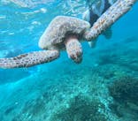 宮古島 ADVENTURE PiPi（ミヤコジマ アドベンチャー ピピ）に投稿された画像（2024/6/11）