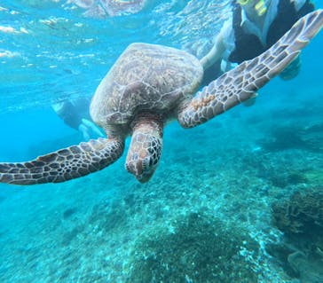 宮古島 ADVENTURE PiPi（ミヤコジマ アドベンチャー ピピ）に投稿された画像（2024/6/11）