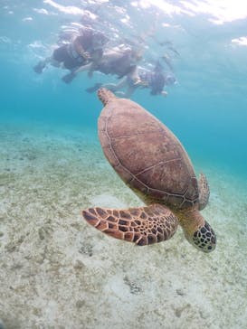 宮古島マリンショップSmileyに投稿された画像（2024/6/11）
