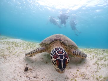 宮古島マリンショップSmileyに投稿された画像（2024/6/11）
