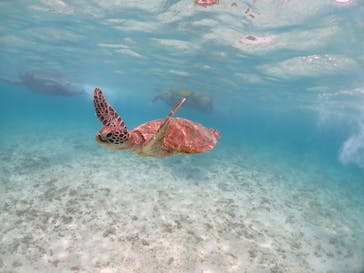 宮古島マリンショップSmileyに投稿された画像（2024/6/11）