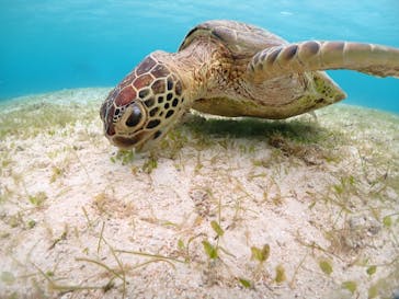 宮古島マリンショップSmileyに投稿された画像（2024/6/11）