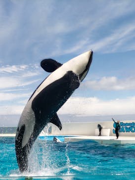 鴨川シーワールドに投稿された画像（2024/6/11）