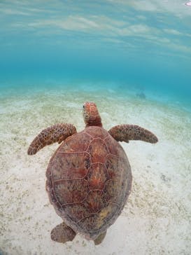 宮古島マリンショップSmileyに投稿された画像（2024/6/11）