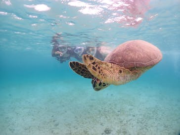 宮古島マリンショップSmileyに投稿された画像（2024/6/11）