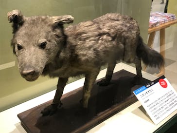 特別展「大哺乳類展３－わけてつなげて大行進」に投稿された画像（2024/6/11）