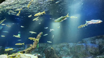 サンシャイン水族館に投稿された画像（2024/6/11）