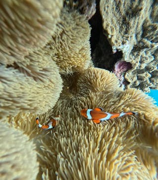 宮古島 ADVENTURE PiPi（ミヤコジマ アドベンチャー ピピ）に投稿された画像（2024/6/11）