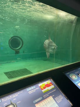 鴨川シーワールドに投稿された画像（2024/6/11）