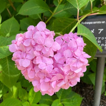 万博記念公園に投稿された画像（2024/6/11）