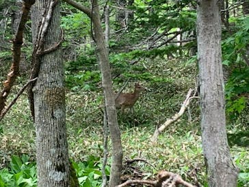 知床ネイチャーオフィスに投稿された画像（2024/6/11）