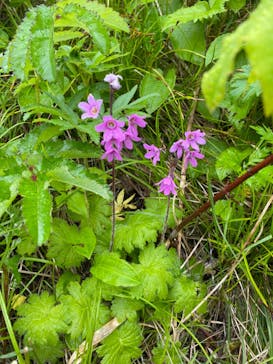 礼文はなガイドクラブに投稿された画像（2024/6/11）