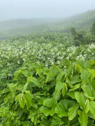 礼文はなガイドクラブに投稿された画像（2024/6/11）