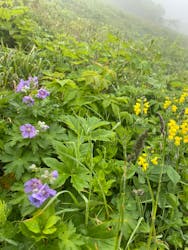 礼文はなガイドクラブに投稿された画像（2024/6/11）