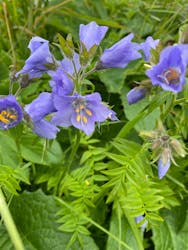 礼文はなガイドクラブに投稿された画像（2024/6/11）