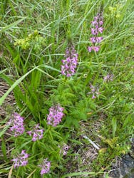 礼文はなガイドクラブに投稿された画像（2024/6/11）