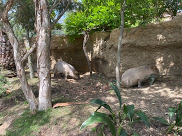 神戸どうぶつ王国に投稿された画像（2024/6/11）