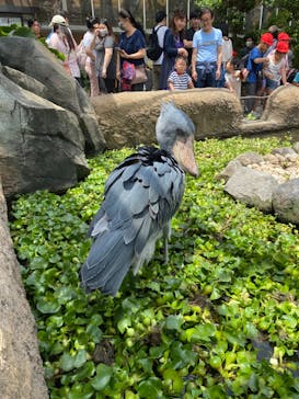 神戸どうぶつ王国に投稿された画像（2024/6/11）