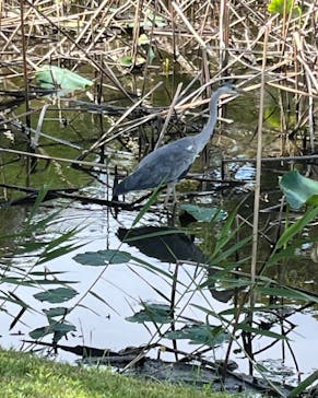 三溪園に投稿された画像（2024/6/11）