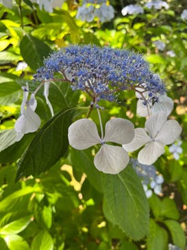 三溪園に投稿された画像（2024/6/11）