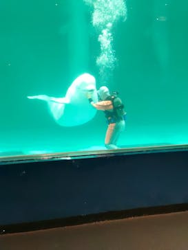 鴨川シーワールドに投稿された画像（2024/6/11）