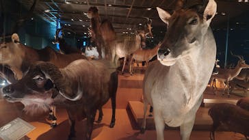 国立科学博物館に投稿された画像（2024/6/11）