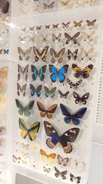 国立科学博物館に投稿された画像（2024/6/11）