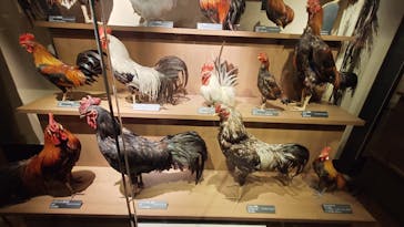 国立科学博物館に投稿された画像（2024/6/11）