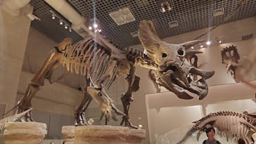 国立科学博物館に投稿された画像（2024/6/11）