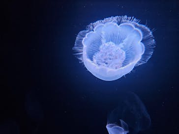 サンシャイン水族館に投稿された画像（2024/6/11）