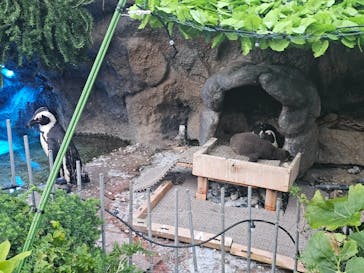 サンシャイン水族館に投稿された画像（2024/6/11）