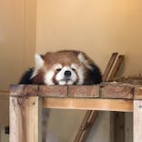 東武動物公園に投稿された画像（2024/6/11）