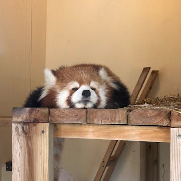 東武動物公園に投稿された画像（2024/6/11）
