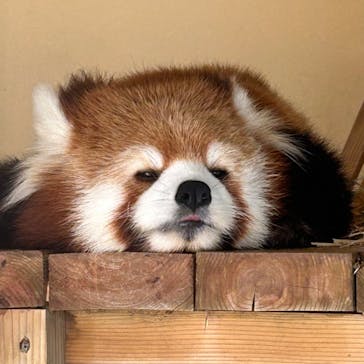 東武動物公園に投稿された画像（2024/6/11）