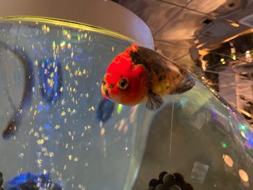 NARA KINGYO MUSEUMに投稿された画像（2024/6/11）