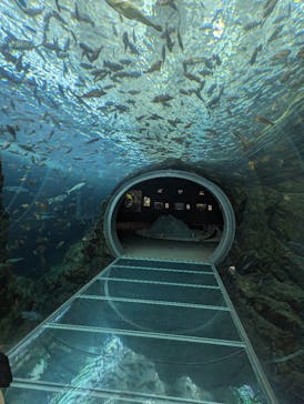 上越市立水族博物館 うみがたりに投稿された画像（2024/6/11）