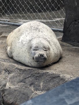 上越市立水族博物館 うみがたりに投稿された画像（2024/6/11）